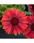 Gaillardia grandiflora ’Arizona Red Shades’